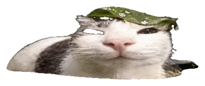 Pondcat with his leaf cap, cut out